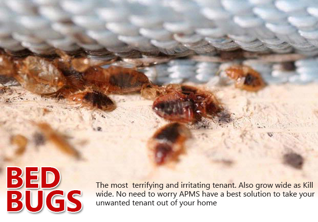 Termite Control Services in Madurai