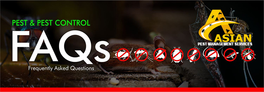 Questions about Pest Control Services