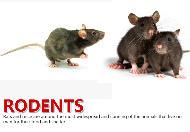 Pest Control Services in Trichy